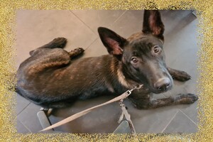 Bucky en Silver: agility les