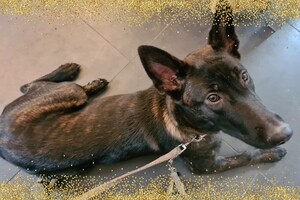 Bucky: agility "Puppy curcus"