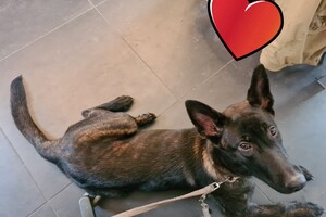 Bucky: agility "Puppy curcus"