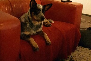 Ava Kira: Lekker op de bank