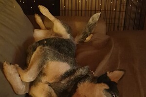 Dakota: konijnen oortjes 