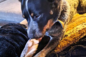 Izzy: Gevorderde curcus