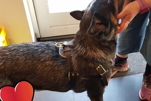 Positief trainen met je hond