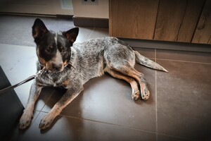 (28 februari) Izzy loops