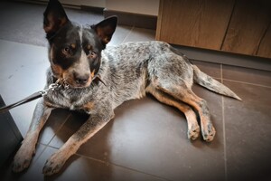 (28 februari) Izzy loops