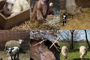 Abby Lavie: mijn boerderij