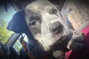 Silver Cattle dog - reu-