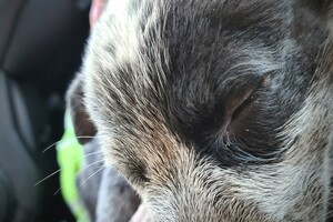 Silver Cattle dog - reu-