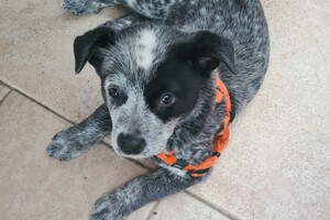 Onze Silver - 8 mei 2022