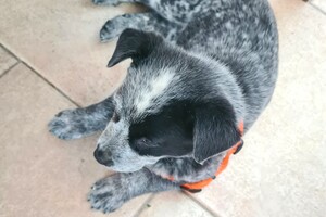 Silver - "Snuffelbos" 11 mei 2022