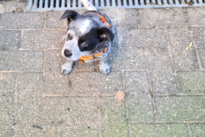 Onze Silver - 8 mei 2022