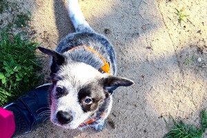 Onze Silver - 8 mei 2022