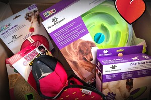 Denkspellen Hondenschool