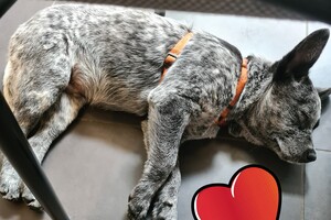 Silver: hondenschool (vaderdag)