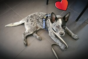 Silver: tuigje van Yvon en Rinus