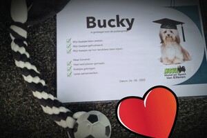 Bucky: agility puber klas