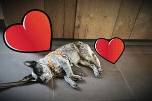 Silver: hondenschool 