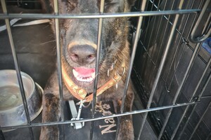 Bucky: jaarlijkse inenting op haar verjaardag 