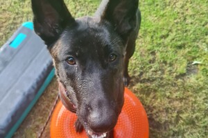 Yada en Bucky: workshop hersenwerk en fitness