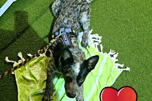 Silver: proef examen agility 