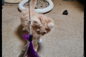 Clémentine 28 maart- 2 mei 2021