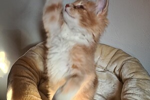 Clémentine 28 maart- 2 mei 2021