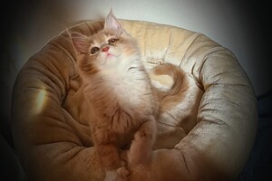 Clémentine 28 maart- 2 mei 2021