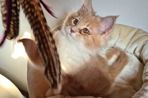 Clémentine 28 maart- 2 mei 2021