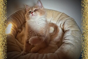 Clémentine 28 maart- 2 mei 2021