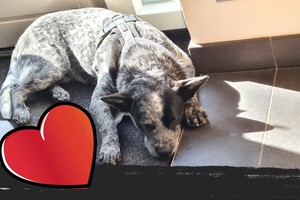 Silver en Dakota: detectie les