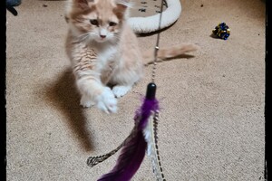 Clémentine 28 maart- 2 mei 2021