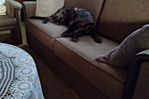 Bucky naar mijn ouders