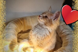 Clémentine 28 maart- 2 mei 2021