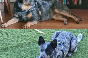 "Rasweekend" met z'n allen in 2024