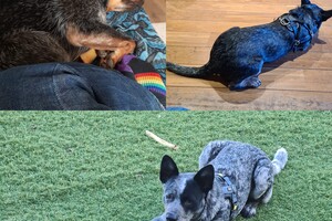 OPROEP: "Rasweekend" met z'n allen in 2023