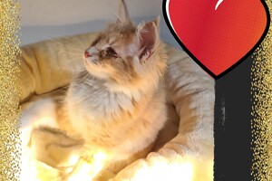 Clémentine 28 maart- 2 mei 2021