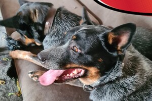 Izzy en Bucky: speelveldje