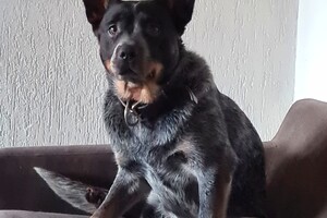 Izzy en Vida: trainen bij Snuffelbos 