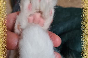 Clémentine 28 maart- 2 mei 2021