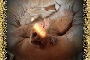 Clémentine 28 maart- 2 mei 2021