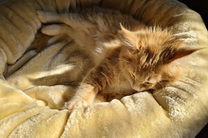 Clémentine 28 maart- 2 mei 2021