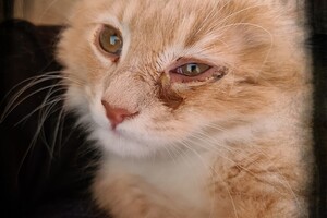 Clémentine 28 maart- 2 mei 2021