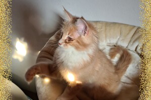 Clémentine 28 maart- 2 mei 2021