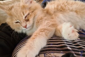 Clémentine 28 maart- 2 mei 2021