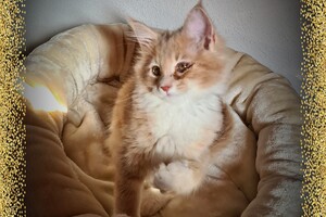 Clémentine 28 maart- 2 mei 2021