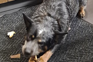 Yada, Silver, Bucky: botje knauwen