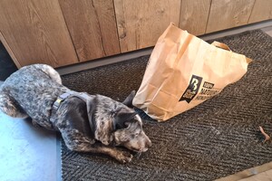 Silver: agility - puber klas