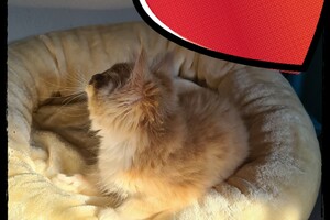 Clémentine 28 maart- 2 mei 2021