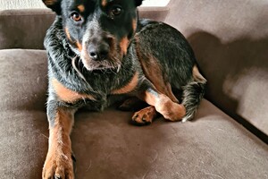 Vida: ik ben jarig vandaag