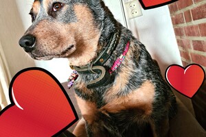 Dakota: gefeliciteerd allen!